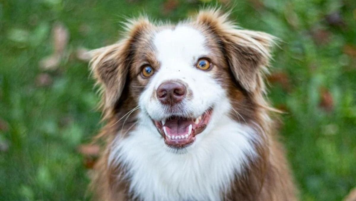 Plantas que no causan alergia en perros