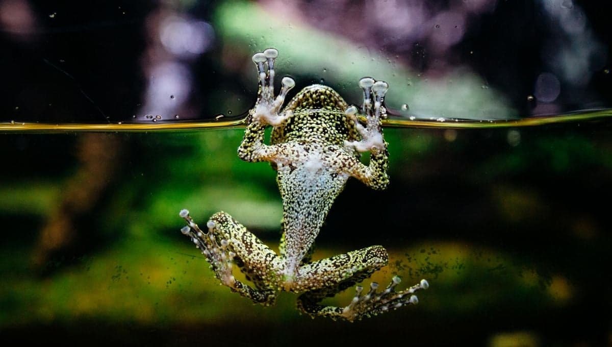 5 especies de ranas qué puedes tener como mascota
