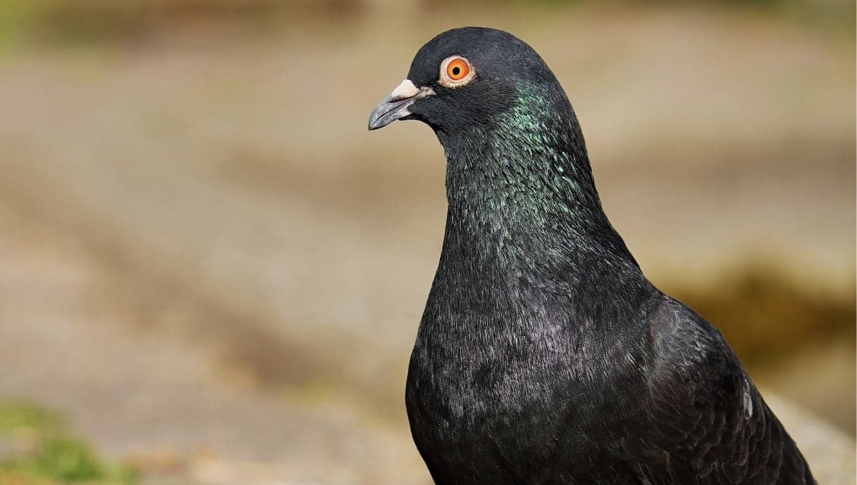 Una paloma negra llegó a mi casa ¿qué significa?