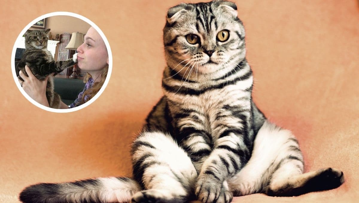 ¿Qué significa que un gato te rechaza?