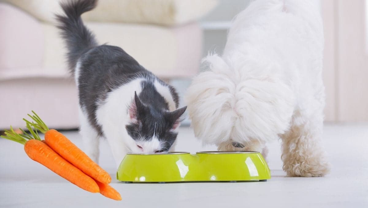 Alimentos para darle a tu mascota en primavera