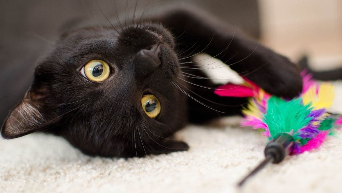 3 ideas de juegos para cansar a mi gato