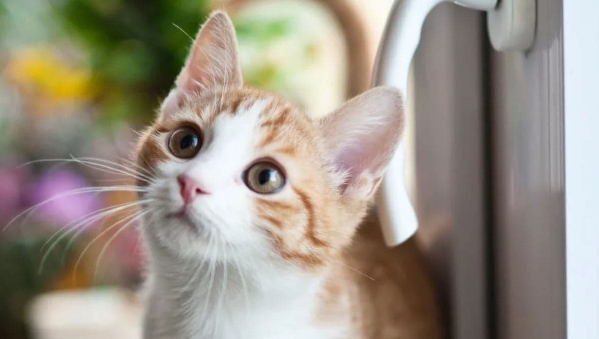 ¿Es recomendable darle hielos a tu mascota en la temporada de calor?