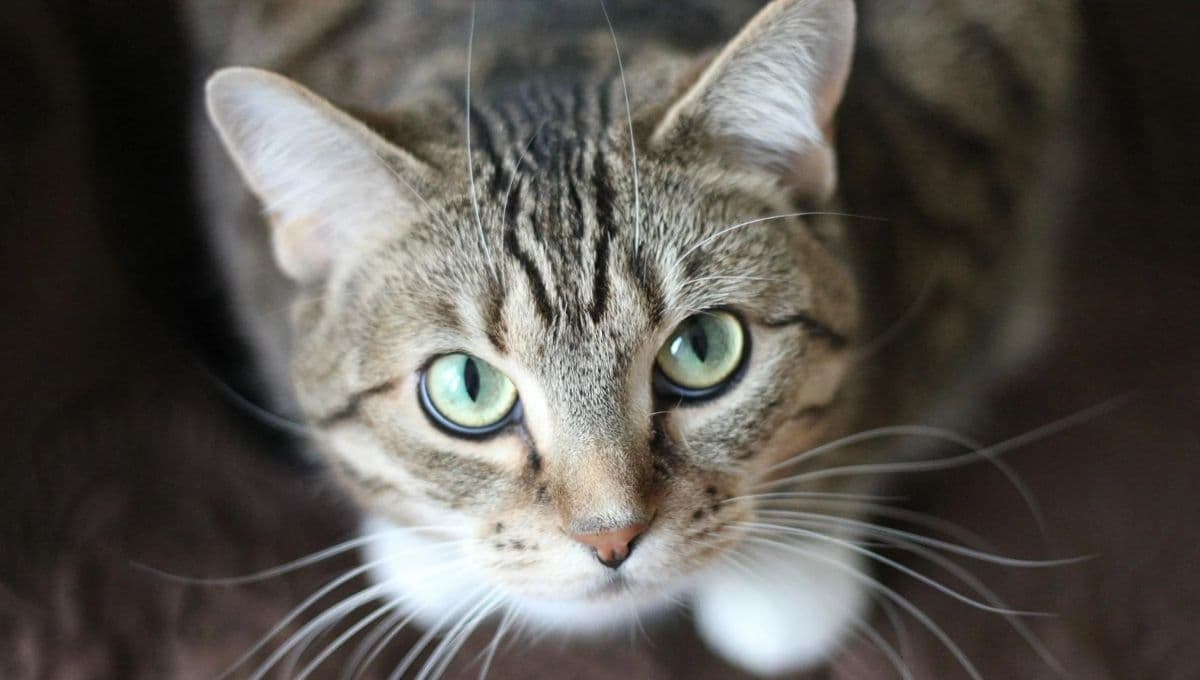 ¿Cómo cuidar los ojos de los gatos?