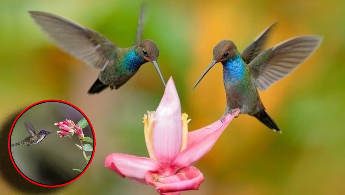 5 flores bellas para atraer colibríes en Colombia
