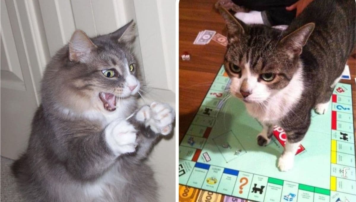 5 nombres para gatas locas con significado