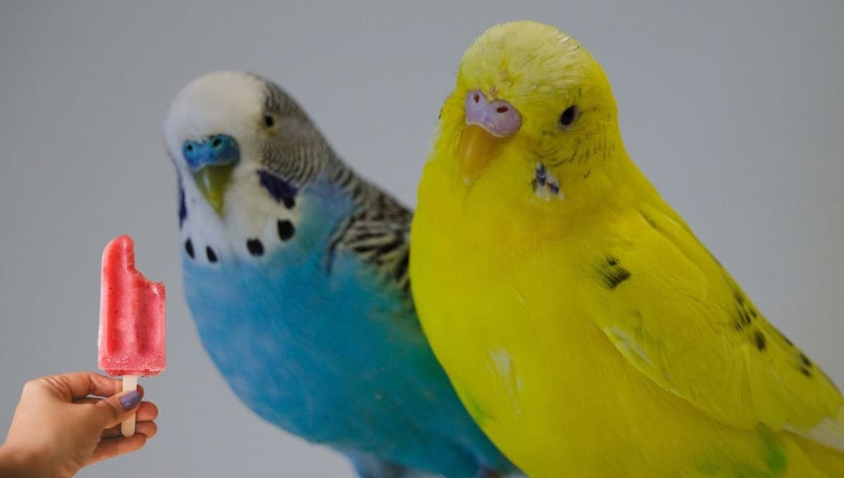 Helados para aves que ayudarán a tus periquitos en esta temporada de calor