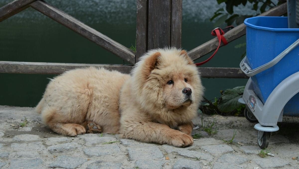 ¿Cómo se llama la raza de perros que parecen peluches?