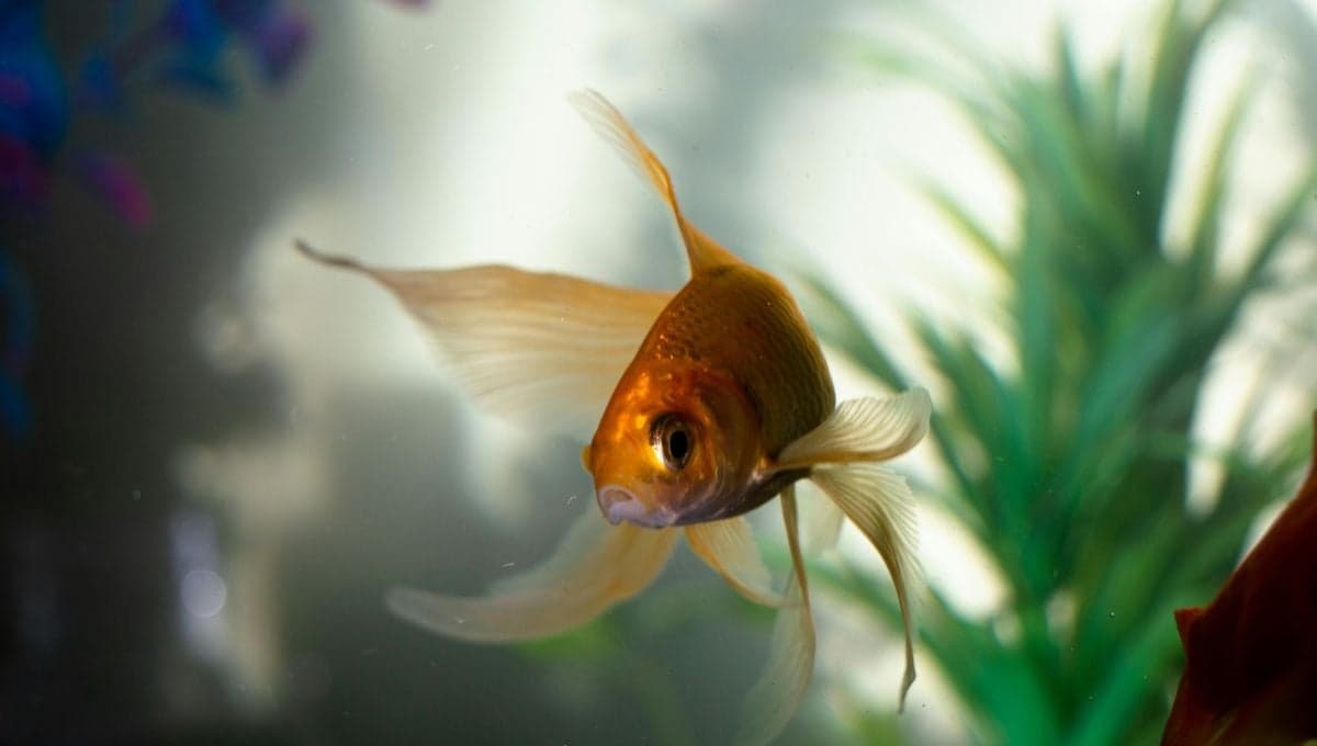 Consejos para tener tu primer acuario en casa y cuidar de tus peces de forma adecuada