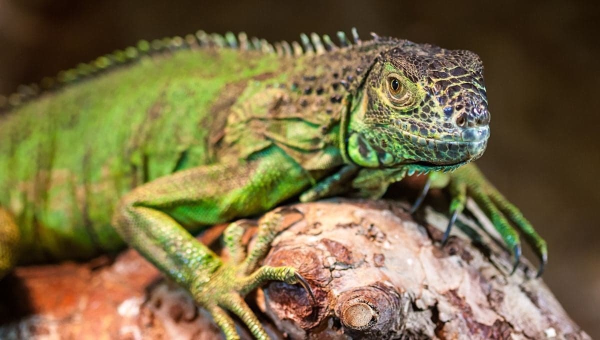 ¿Qué comen las iguanas y dónde viven?