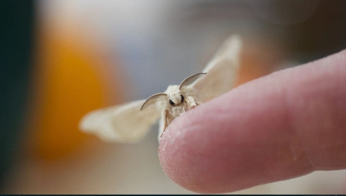 El significado espiritual de una palomilla que se aparece en tu casa