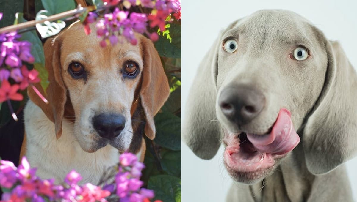 ¿Qué se le puede dar de comer a un perro sin dientes?
