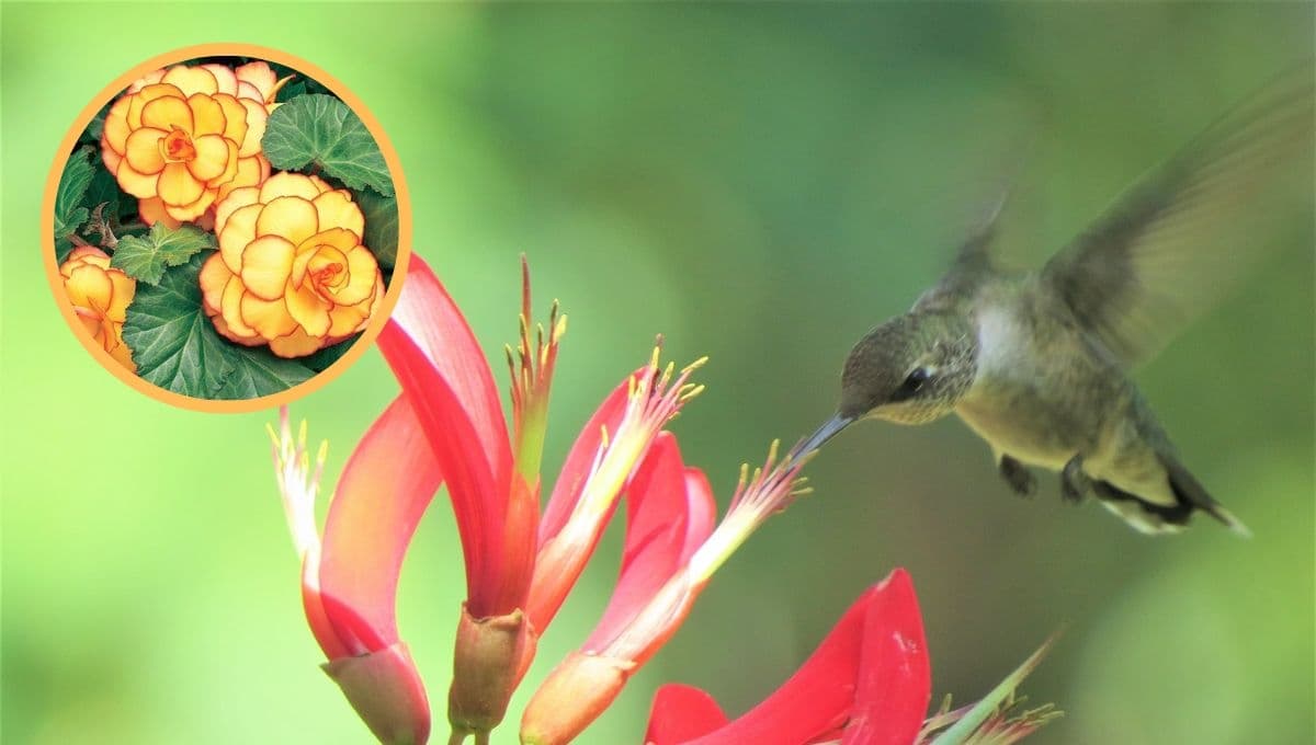 5 flores naranjas y bonitas para atraer colibríes al jardín