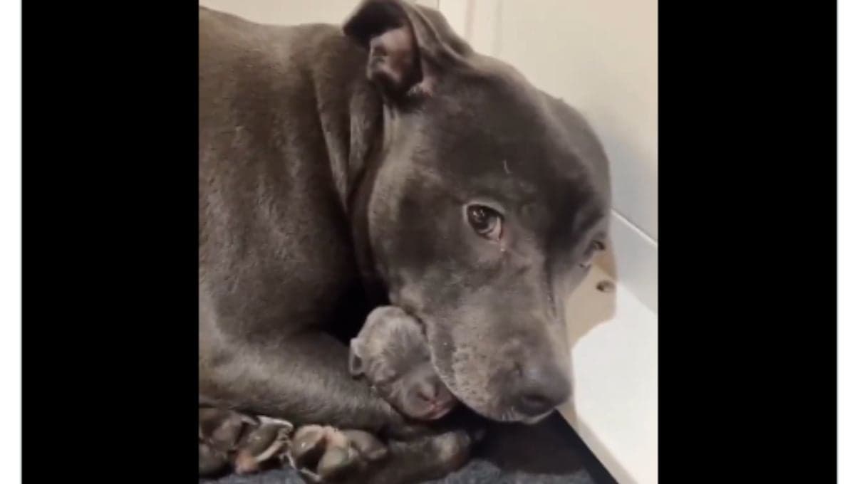 Perrita tiene a su primer bebé y no lo quiere soltar, el video que necesitas ver