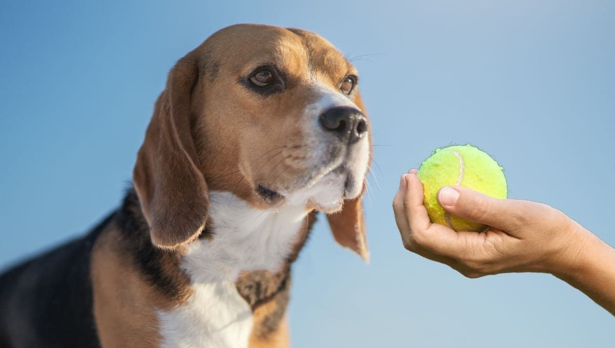 ¿Cómo entretener a un perro ansioso? Los mejores juegos para tu lomito