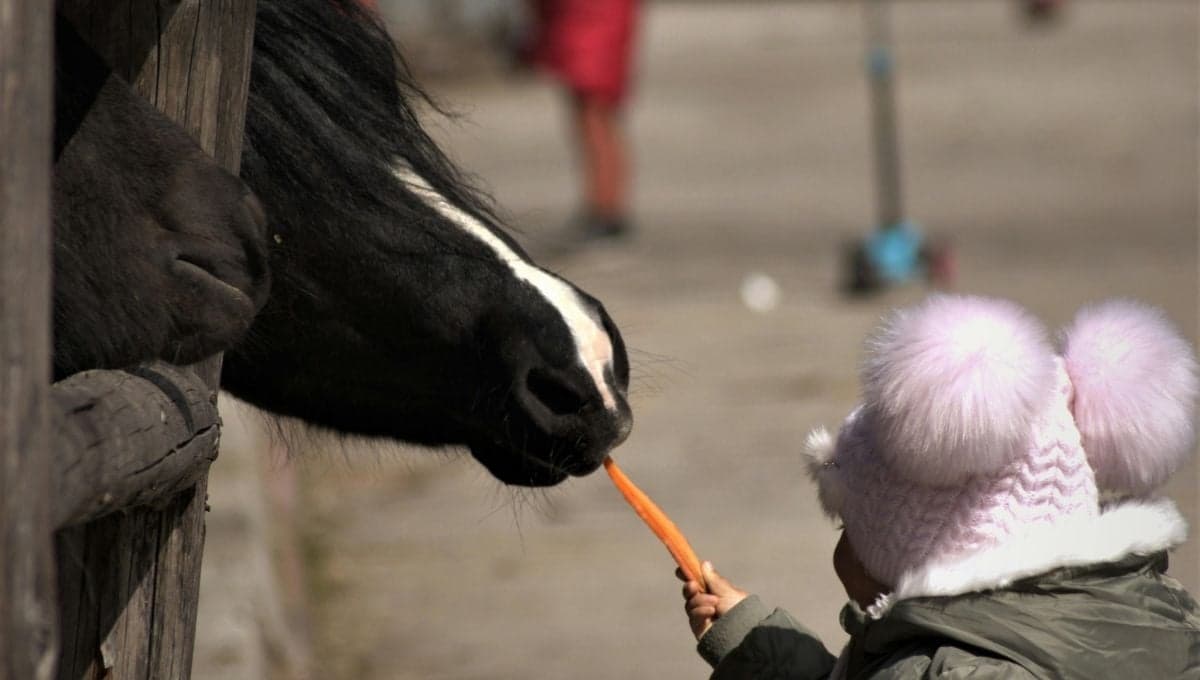 ¿Qué pasa si le doy zanahoria a mi caballo?
