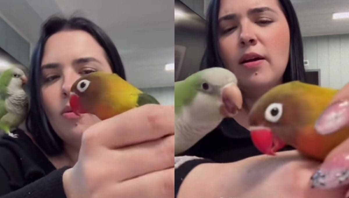Agarponi le arranca una pluma a su compañero y se ríe en su cara | VIDEO