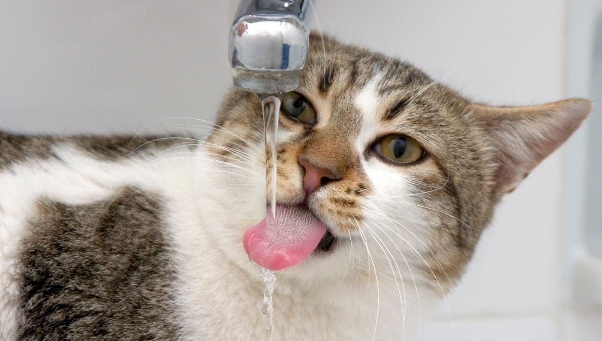 Tips para que mi gato tome más agua