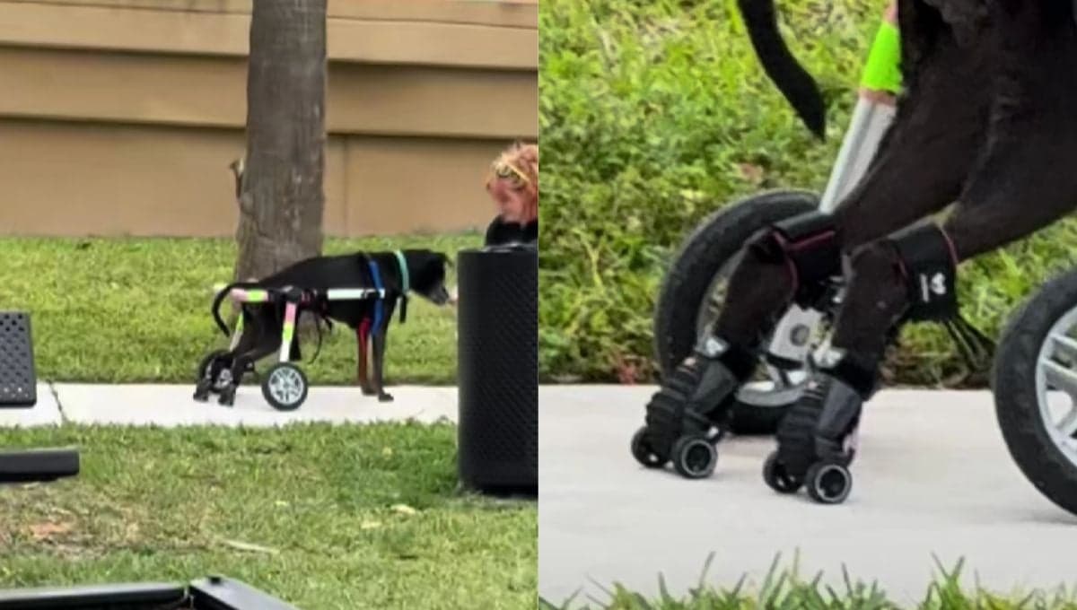 Perrito con andadera de ruedas, enternece a Titkok con este bello detalle