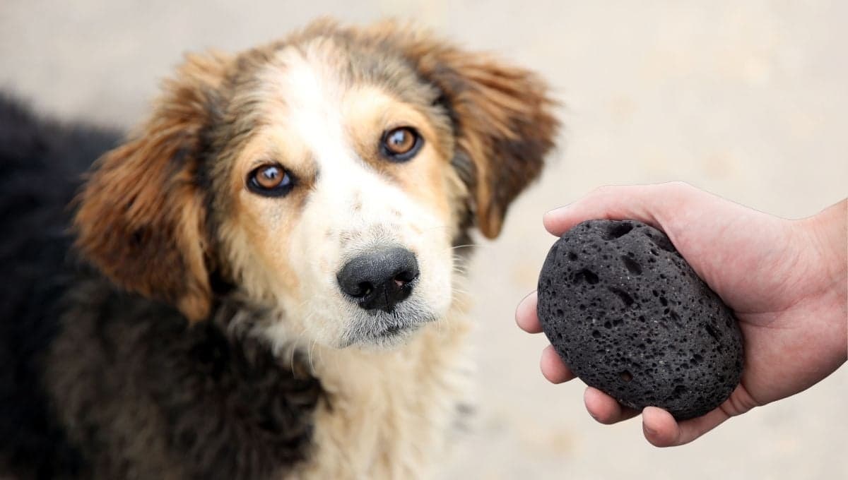 ¿Por qué los perros juegan con piedras?