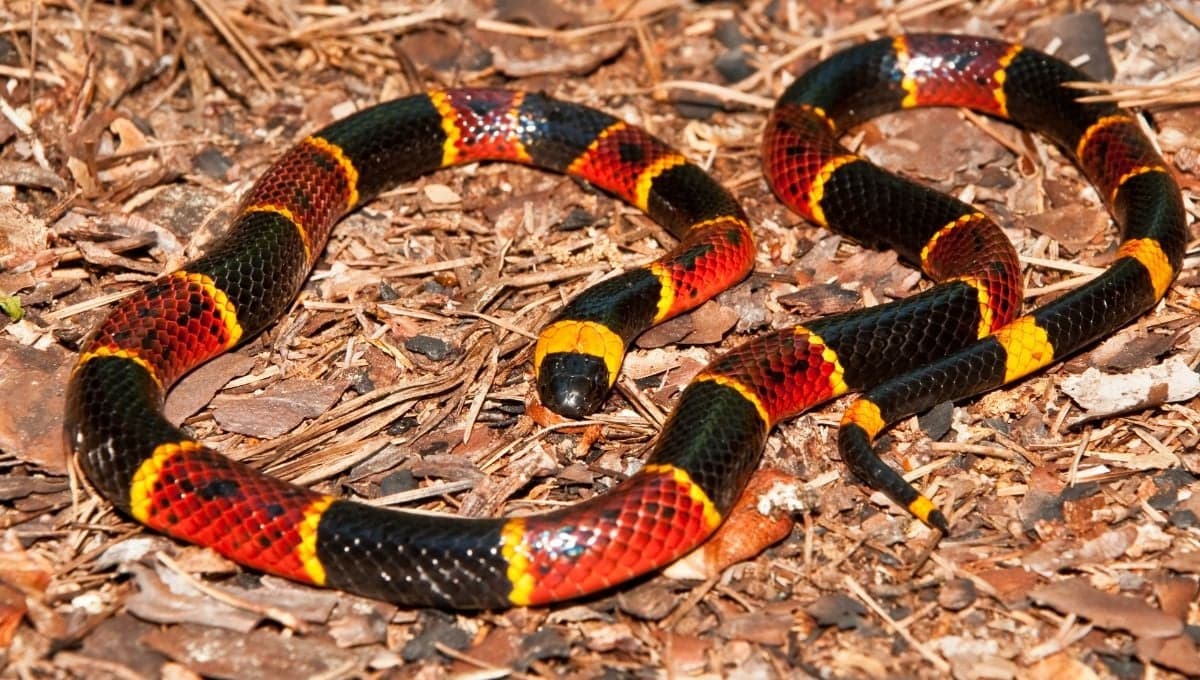Tips para darle de comer a una serpiente y no morir en el intento
