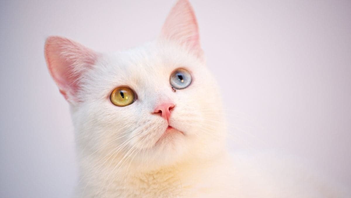 El significado espiritual de tener un gato blanco