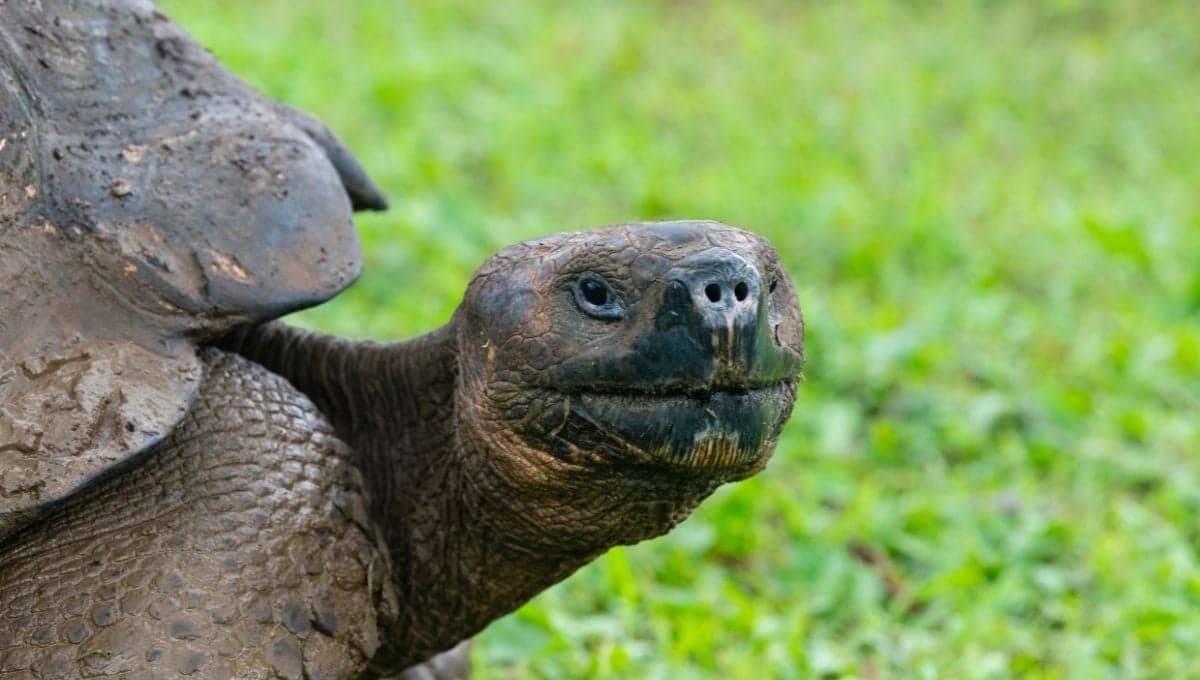 ¿Cómo saber si mi tortuga está feliz?