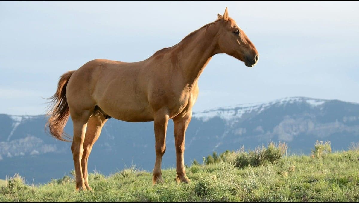 ¿Qué frutas pueden comer los caballos?