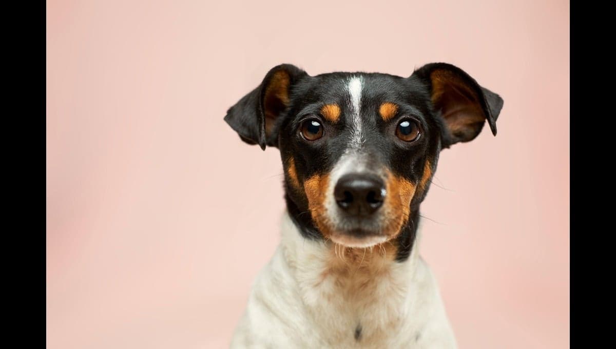 ¿Cuál es el significado de soñar con perros?
