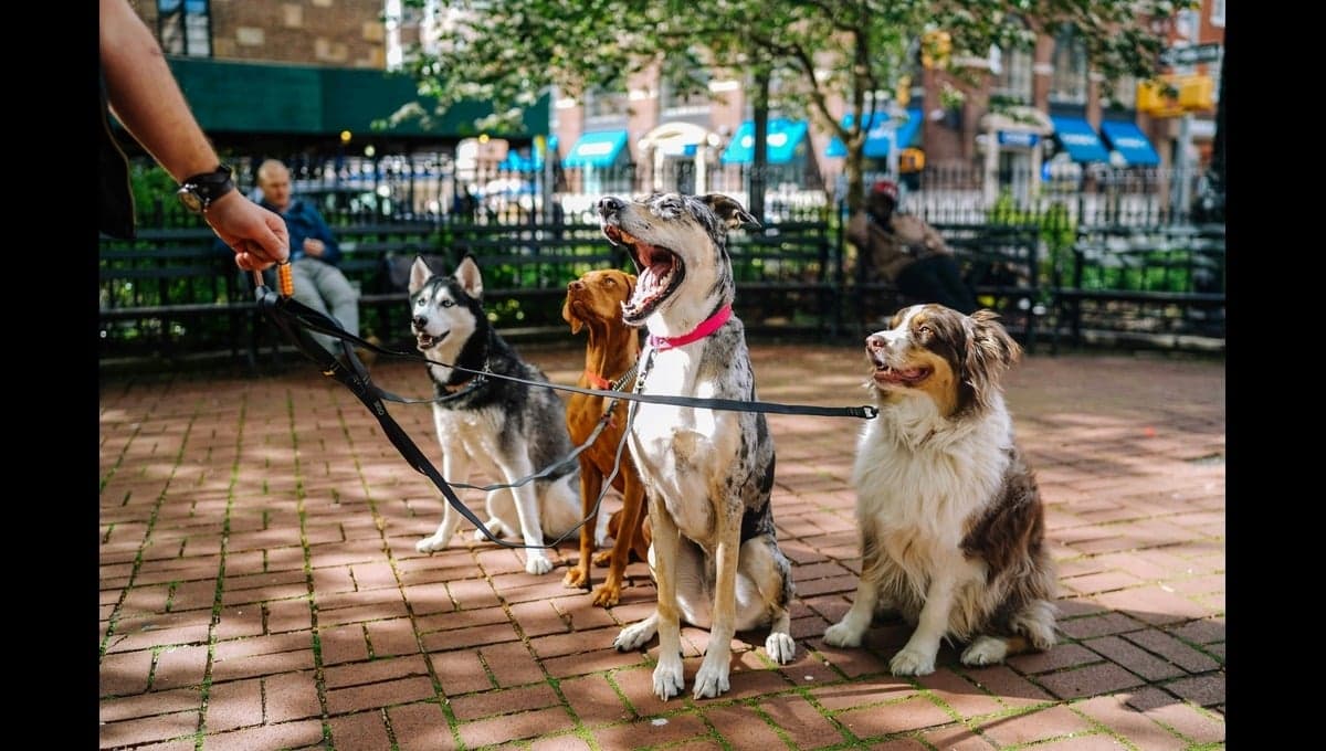 ¿Qué razas de perro no se recomienda tener como mascota, según un veterinario?