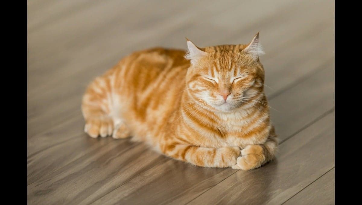 Estas son las razas de gatos más dormilonas del mundo