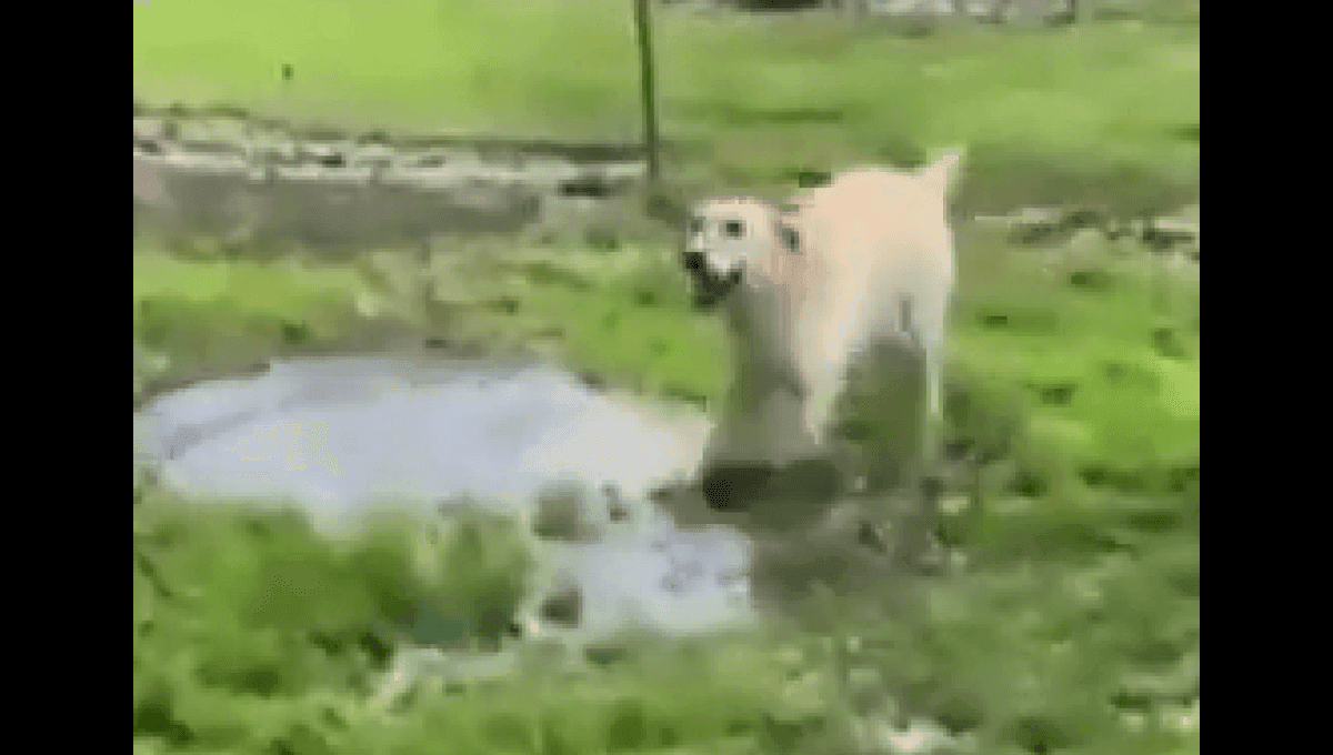 VIDEO: Perrito ciego se emociona por tocar el agua por primera vez