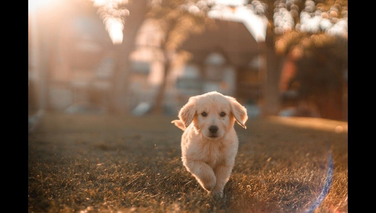¿Cuál es la raza de perro más bonita, según Grok de X?