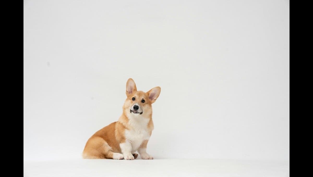 Estos son los beneficios de abrazar a un perro