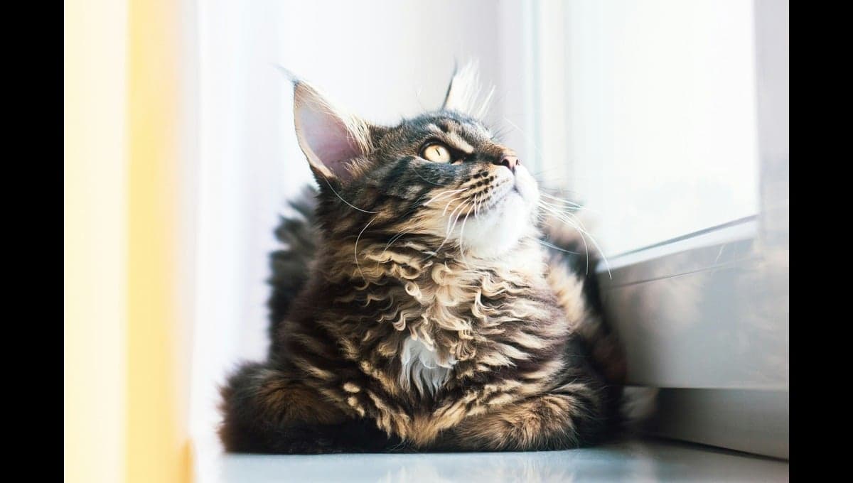 ¿Cuál es la raza de gato más bonita, según Grok de X?
