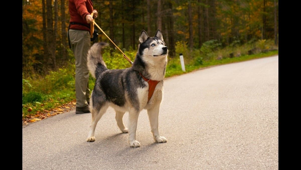 ¿Qué darle de comer a un perro para que engorde?