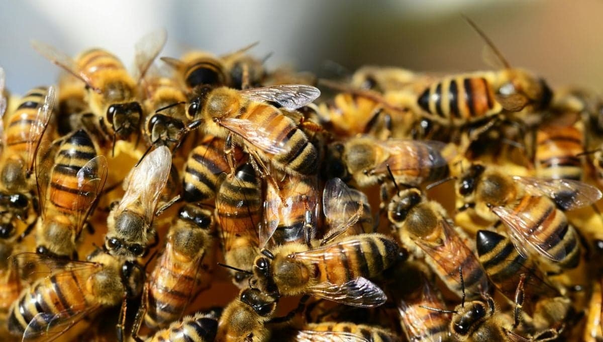 ¿Es bueno dar agua con azúcar a las abejas en primavera?