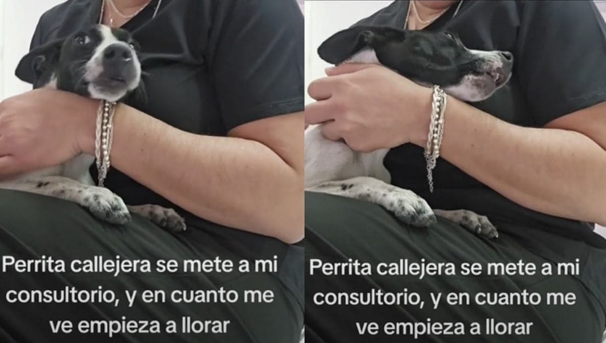 Perrita se mete a consultorio y llora de tristeza