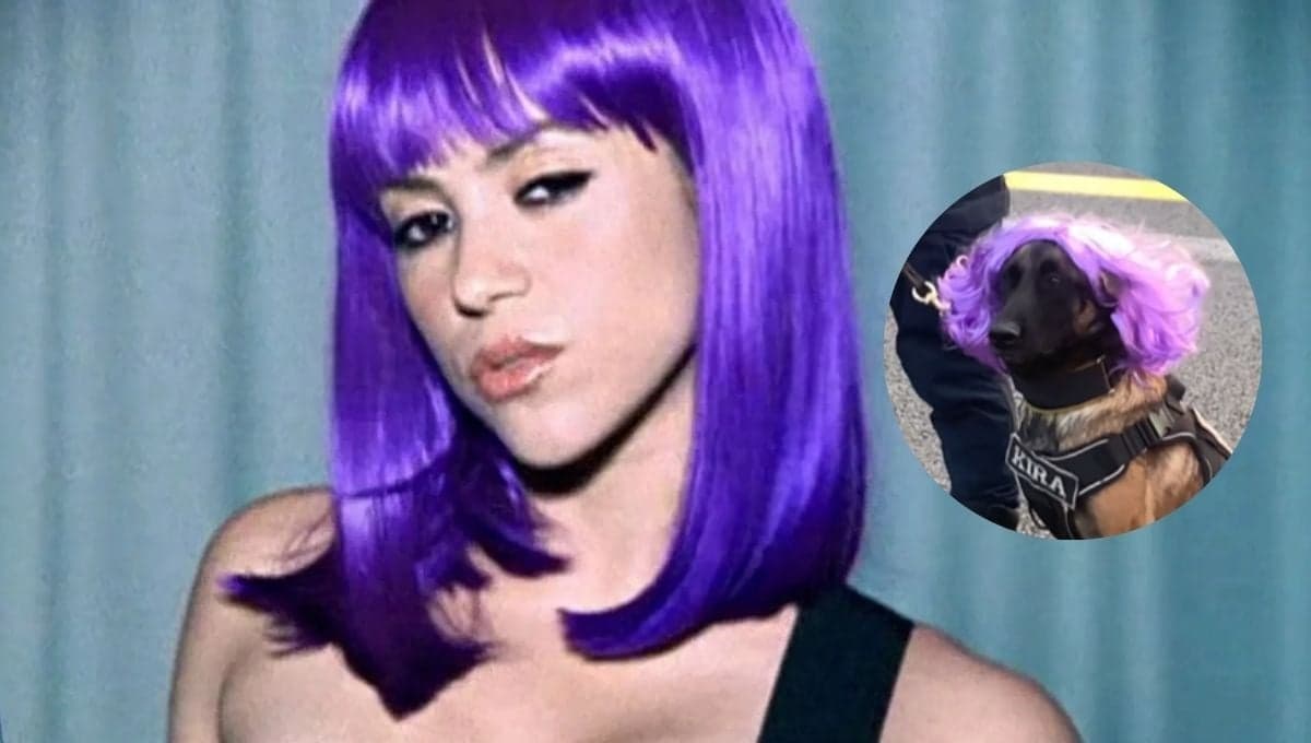 Kira, la perrita disfrazada de Shakira qué robó miradas en su concierto en el Estadio GNP