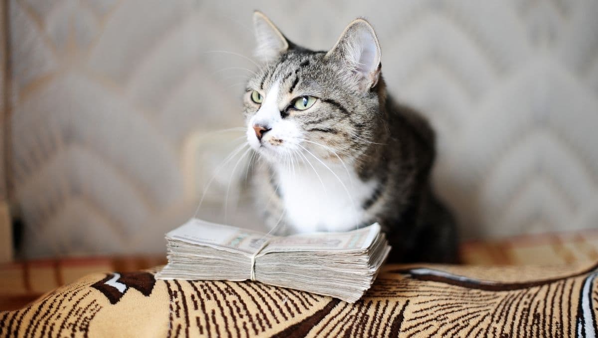 Tomassino, la insólita historia del gatito callejero que se convirtió en millonario