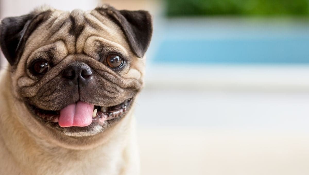 ¿Cómo puedo saber si mi perro está sonriendo?