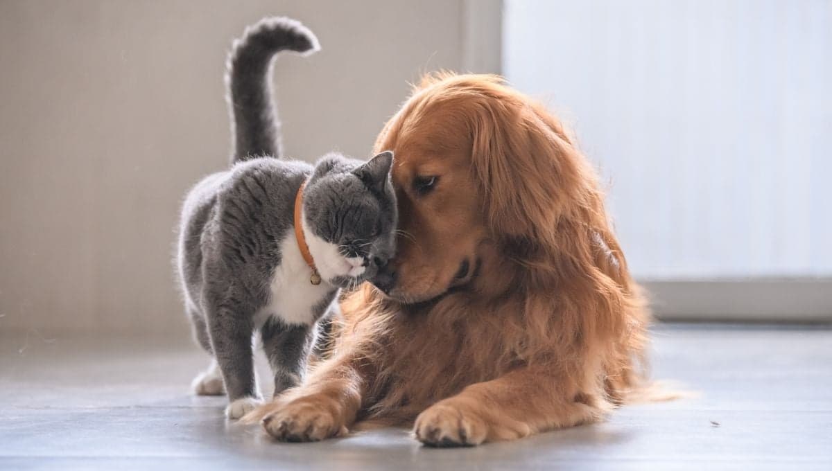 ¿Por qué no deberías permitir que tu gato coma comida de perro? Estas son las consecuencias