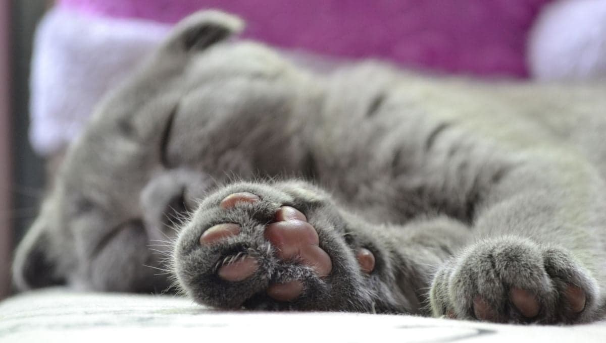 Así es la personalidad de tu gato según sus patitas