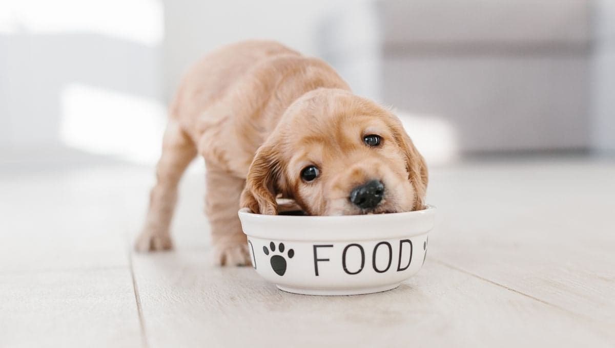 ¿Cuándo se les empieza a dar agua a los cachorros?