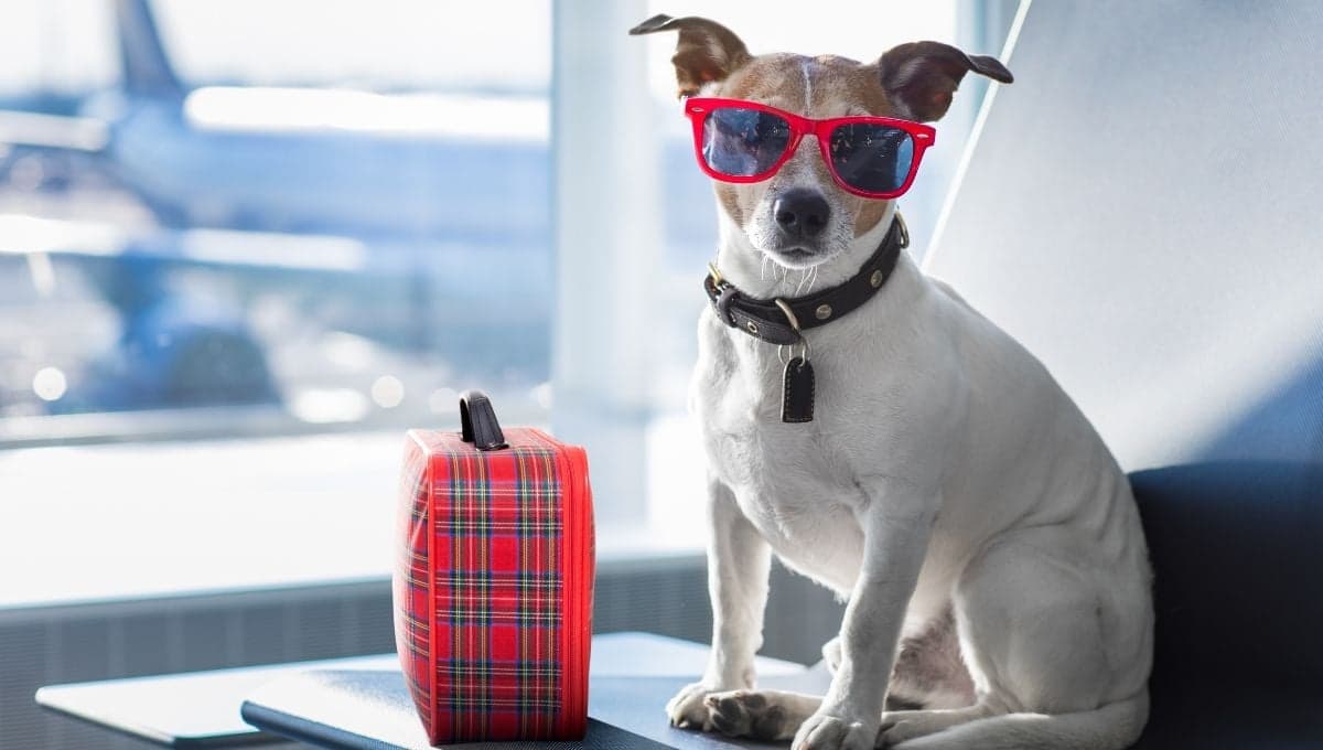 ¿Dónde dejar a mi perro si me voy de vacaciones?