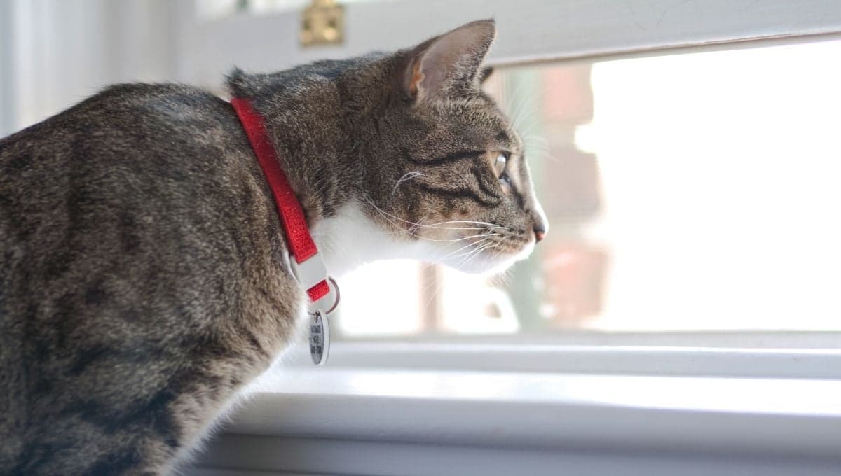El truco viral en Tiktok para evitar que tu gato se escape por la ventana