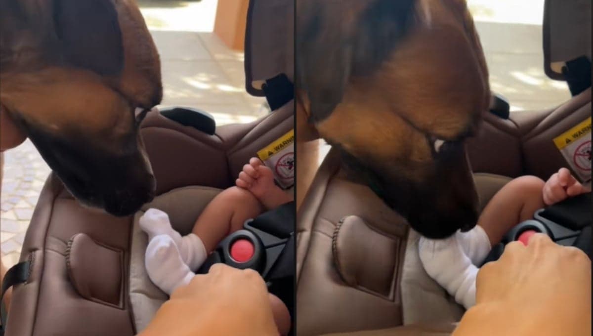 Perrito conoce a su hermanita y por la emoción, le roba un calcetín | VIDEO