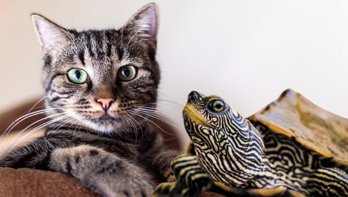 Gato ve por primera vez a una tortuga y su reacción te dejará sin palabras