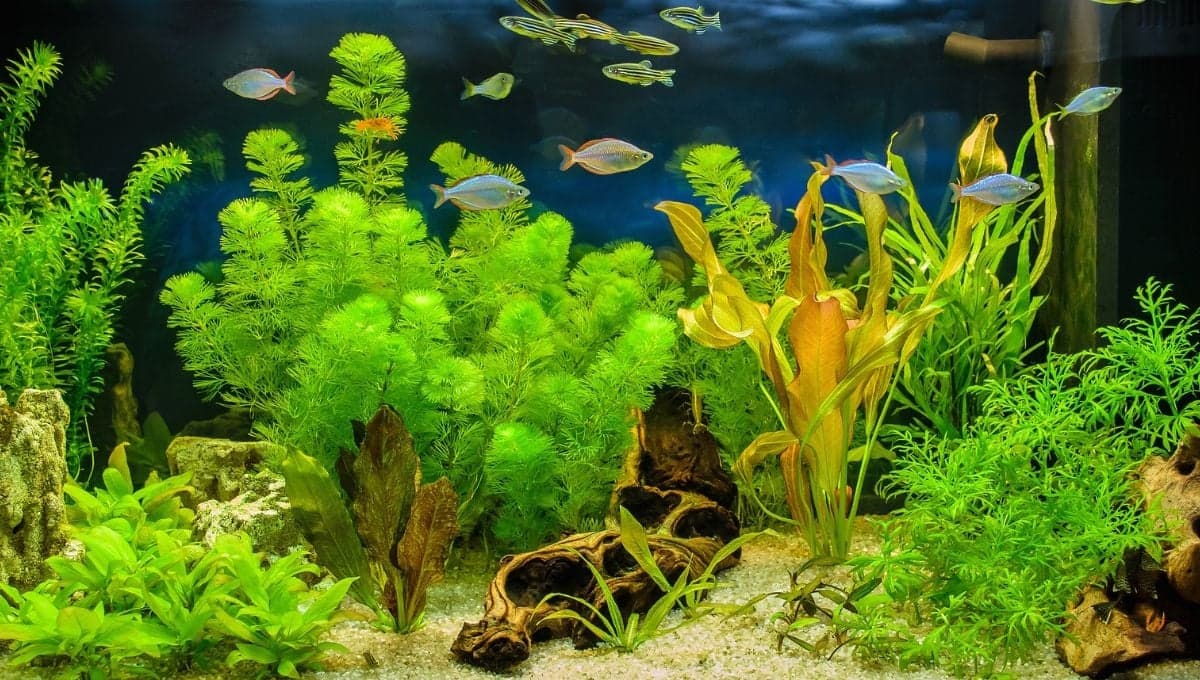 ¿Cada cuánto se le cambia el agua a los peces?
