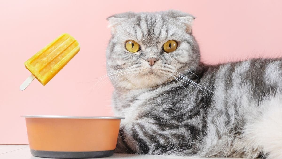 Paletas de hielo para gatos: 3 recetas para tu michi